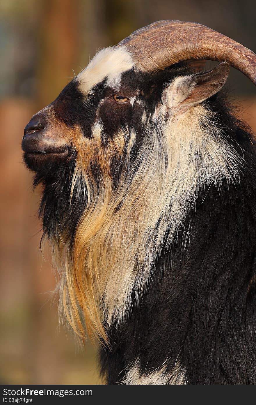 Colorful goat from the Zoo. Colorful goat from the Zoo