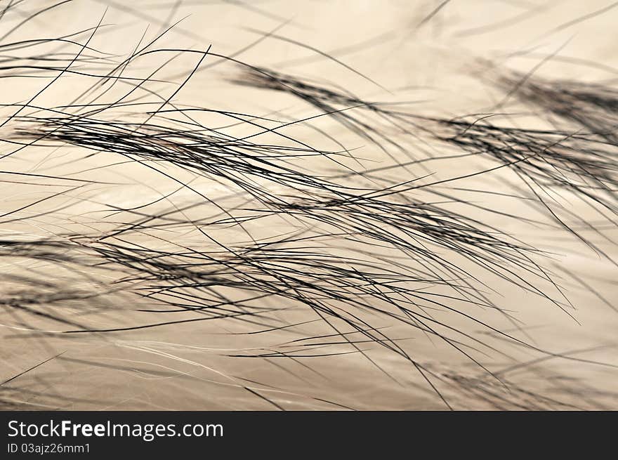 Animal fur texture background / 11