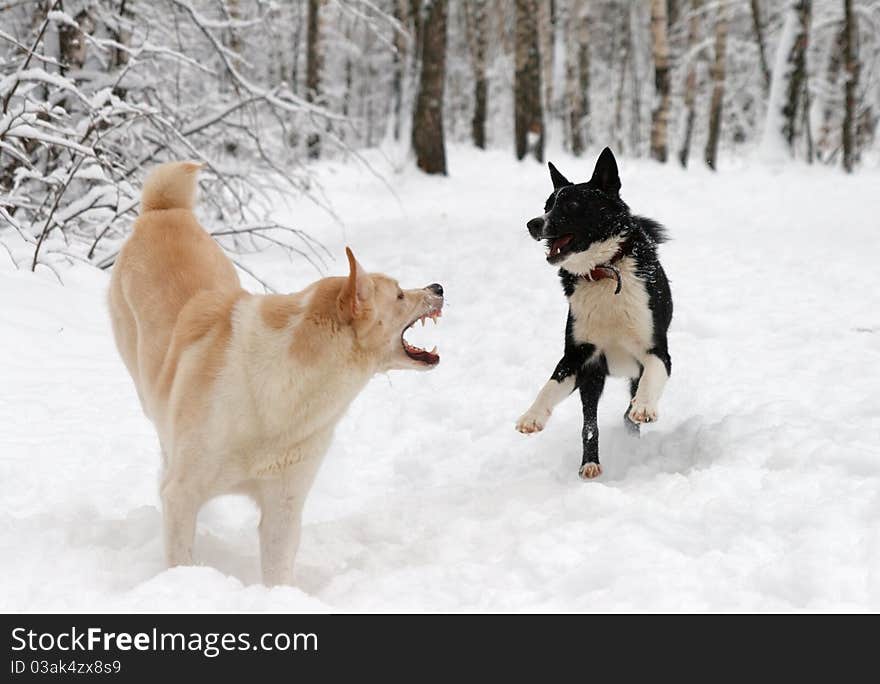 Two dogs play snow in winter