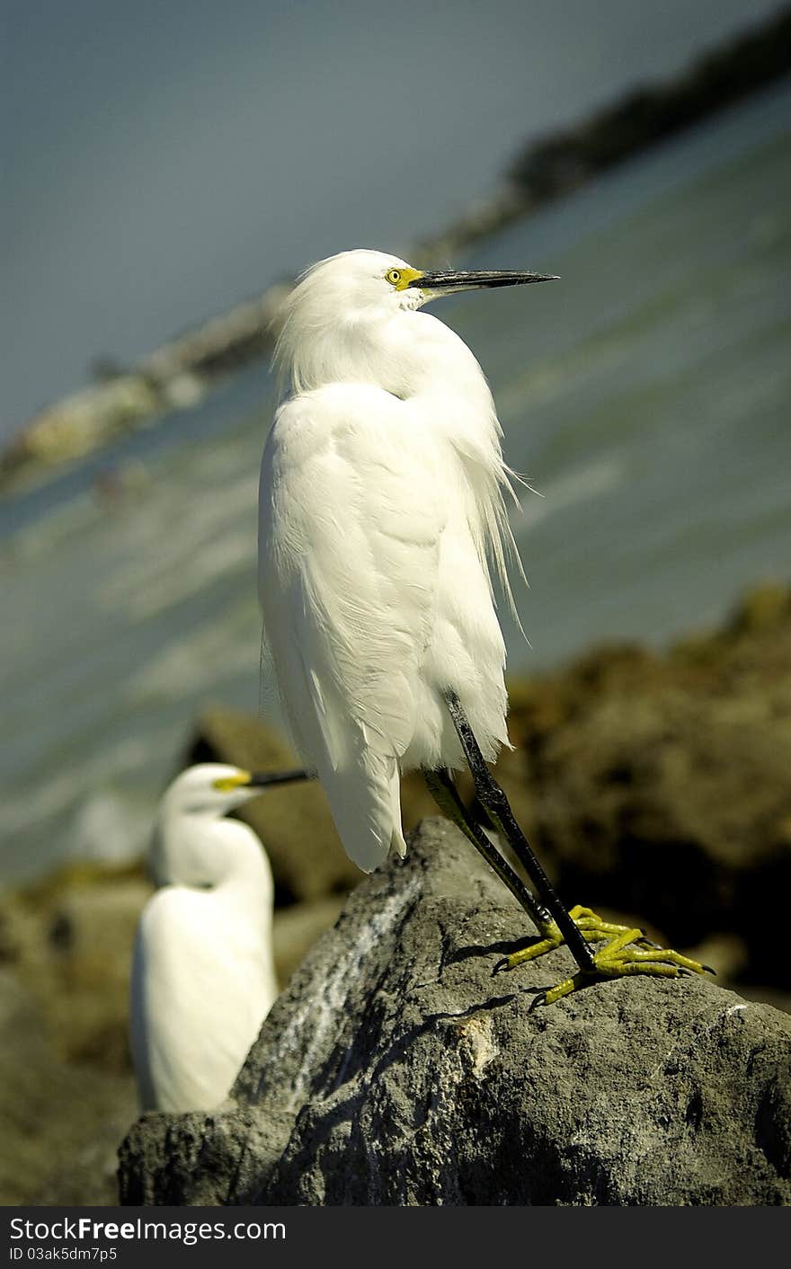 Two white egrets on rocky coast