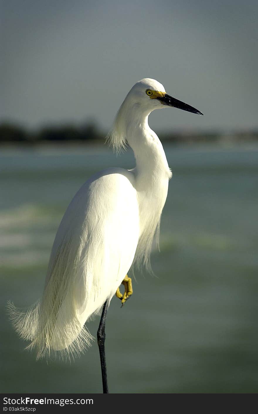 White egret standing on one leg