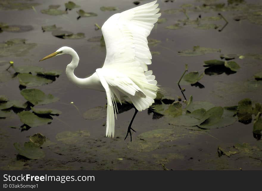 White egret flying over water