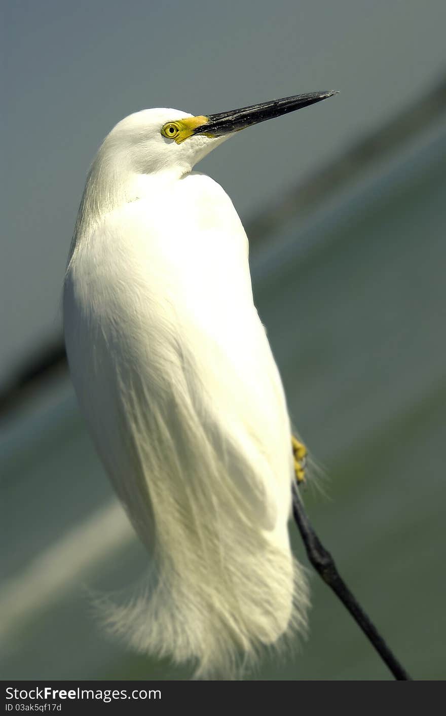 White Egret Standing On Leg