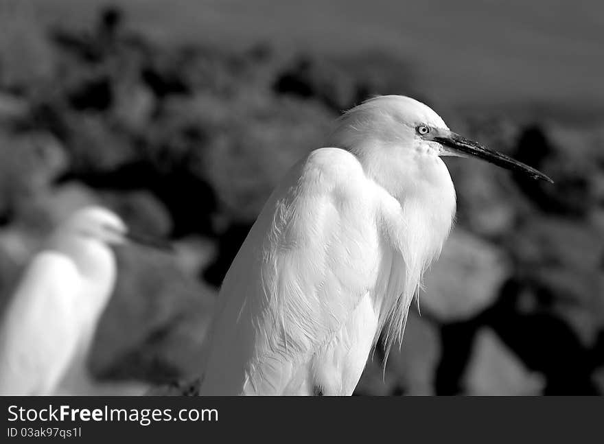 Pair of egrets looking over rocky shore