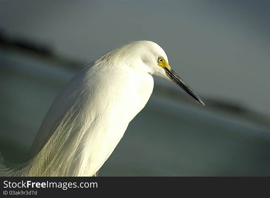 White egret overlooking ocean