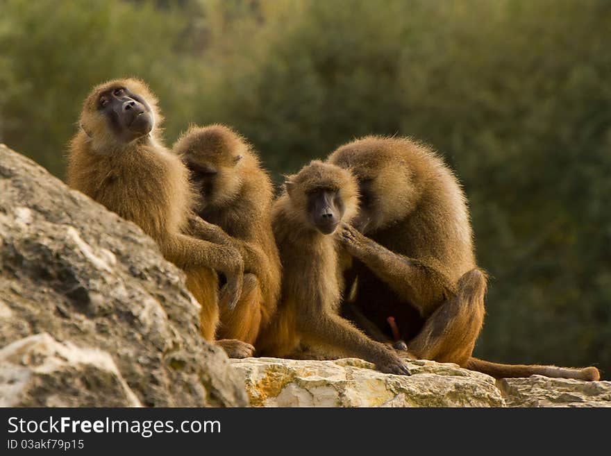 A baboon family making some inspection