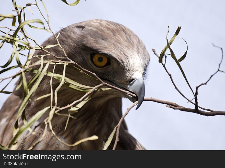 Falcon with olive branch close up