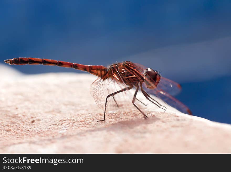 Red dregonfly close up