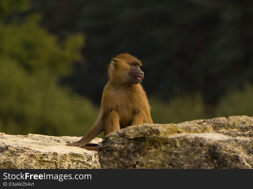 A baby baboon with funny face. A baby baboon with funny face