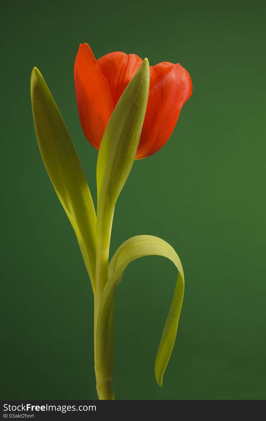 Easter tulip flower isolated on green background