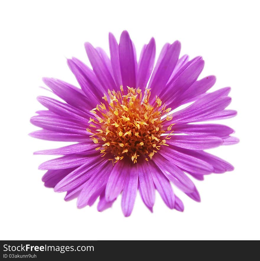 Colored flowers on a white background. Colored flowers on a white background.