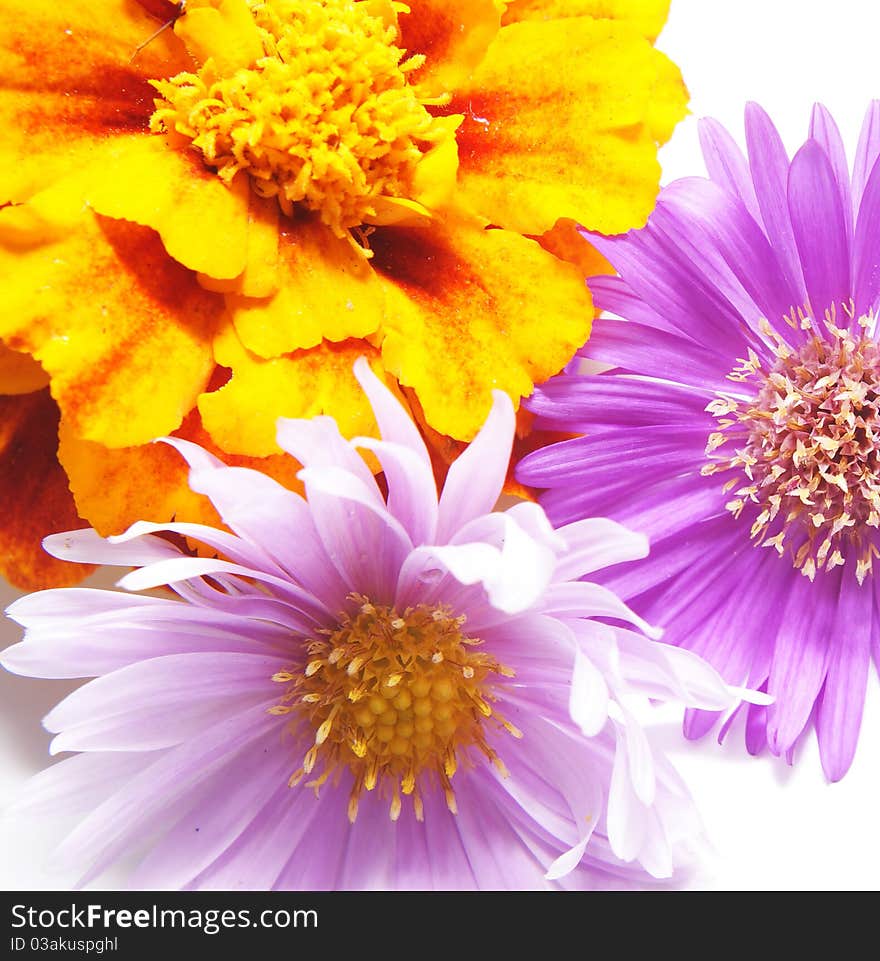 Colored flowers on a white background. Colored flowers on a white background.