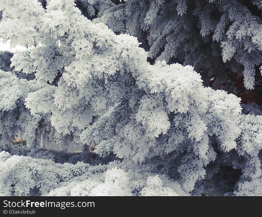 The branches of pine are covered with hoarfrost. The branches of pine are covered with hoarfrost