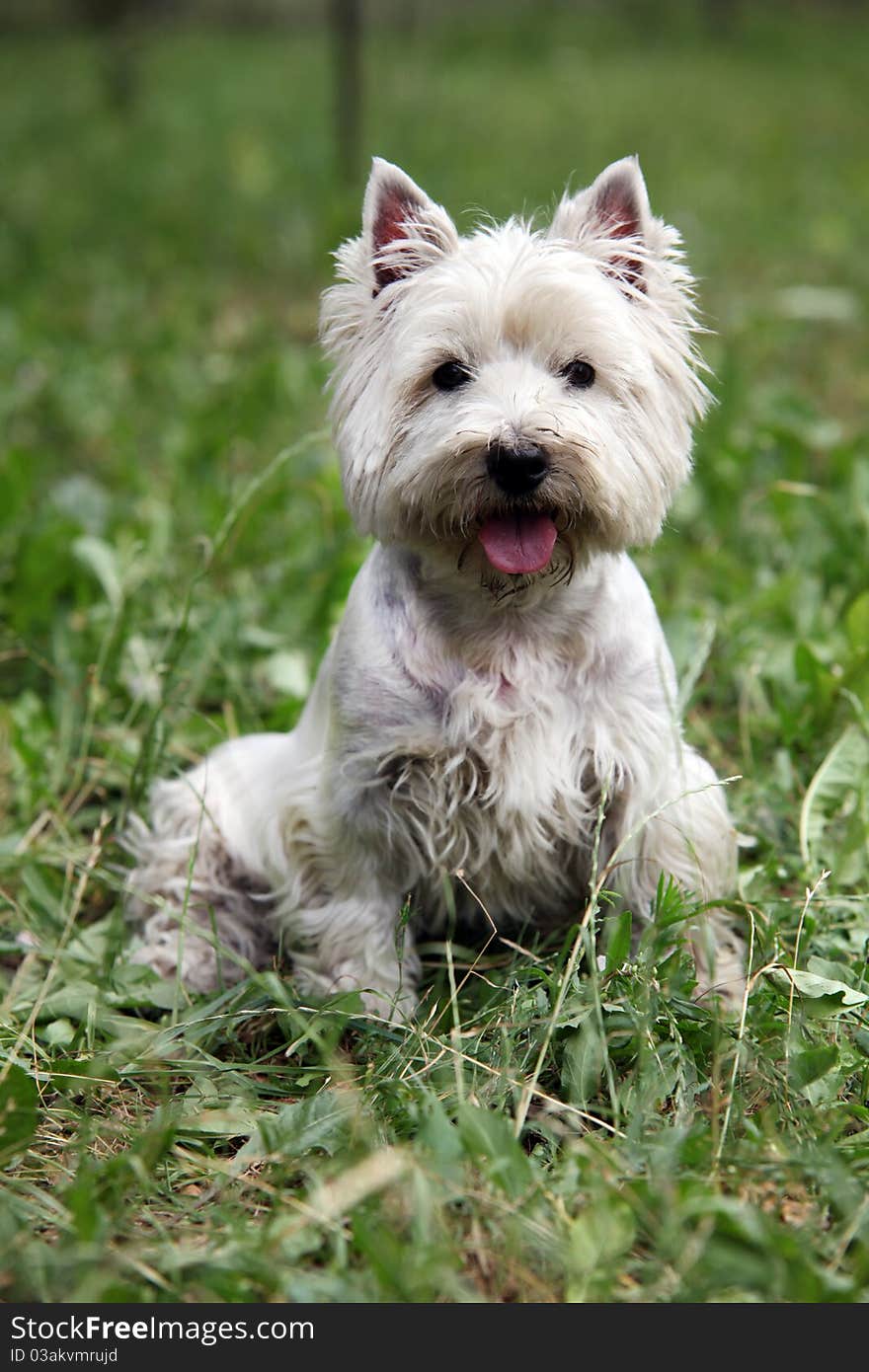 Westie