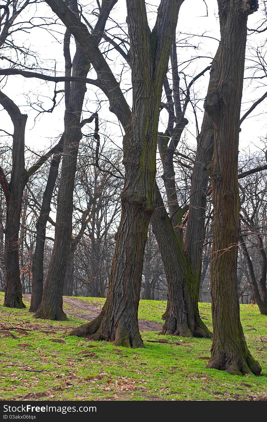 Autumn forest with naked trunks