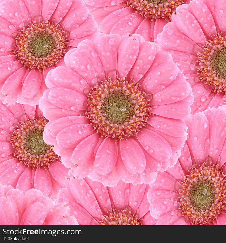 Flower background: Pink Gerbera covered with drops of water. Flower background: Pink Gerbera covered with drops of water