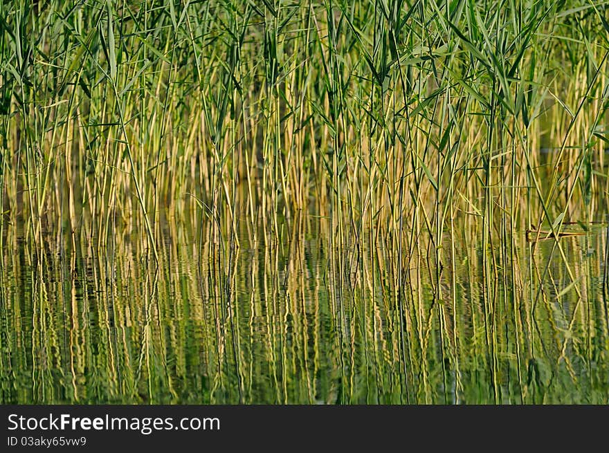 Reed in the lake