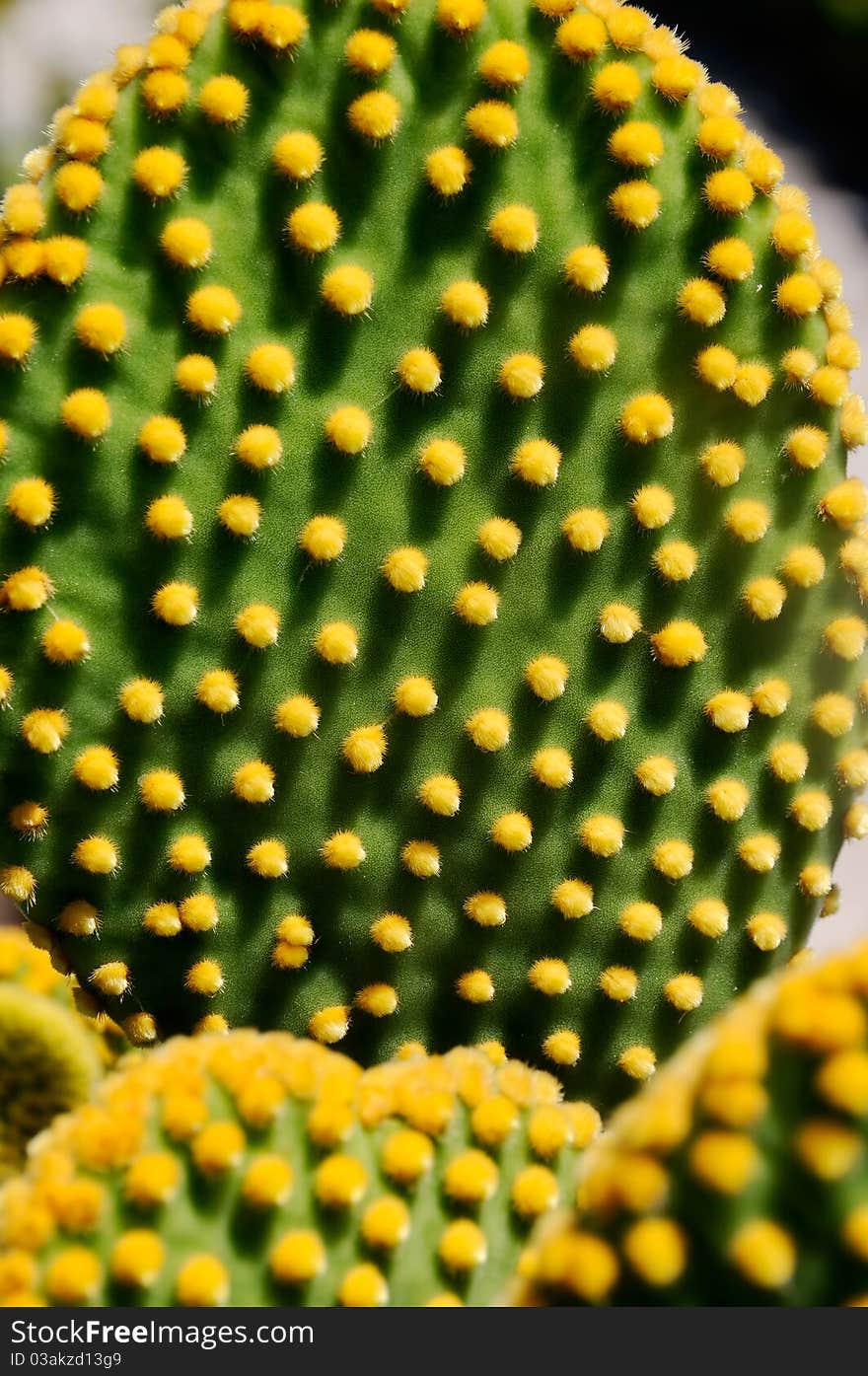 Closeup on cactus body texture. Closeup on cactus body texture