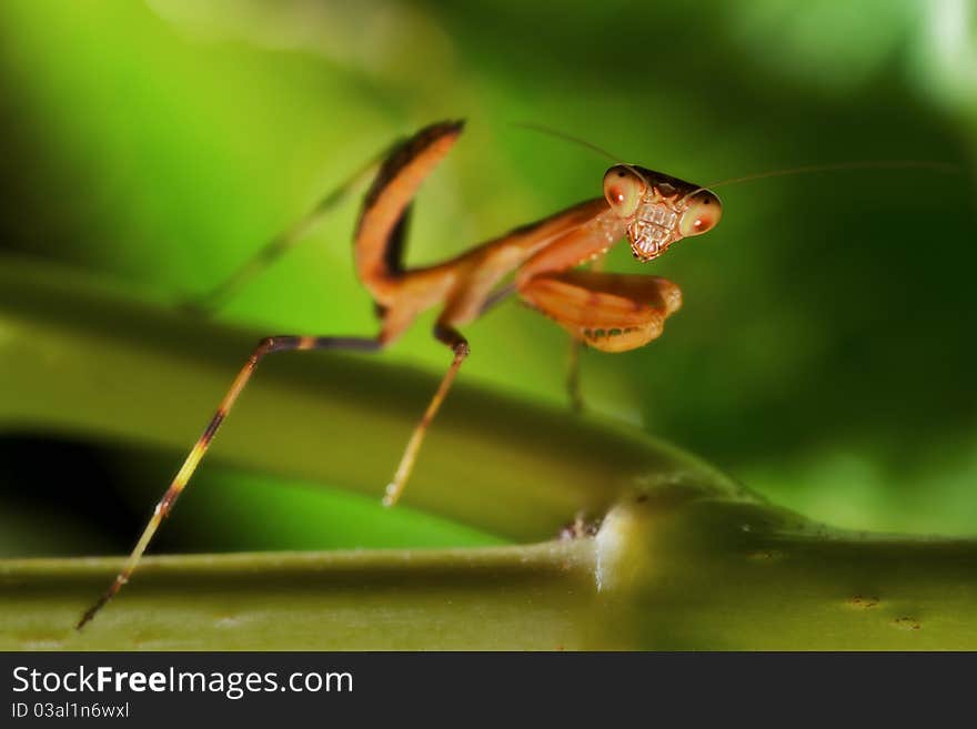 Praying,Praying Mantis,Mantis look.