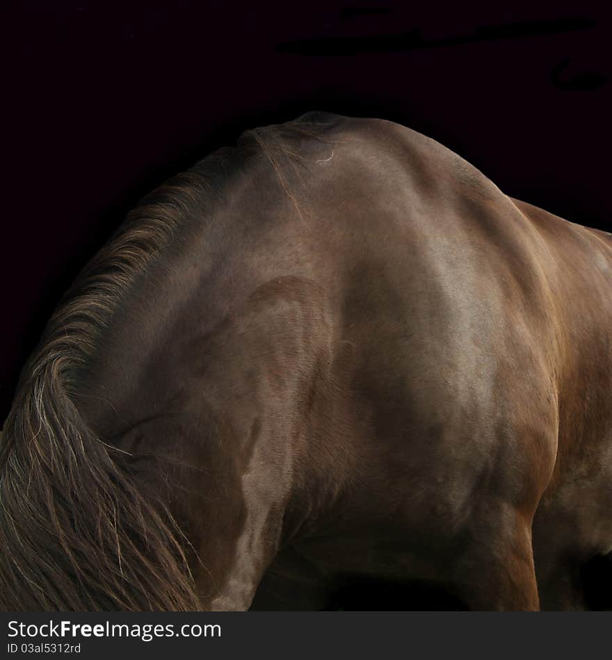 Beautiful Horse with healthy coat and powerful muscle definition. Beautiful Horse with healthy coat and powerful muscle definition.