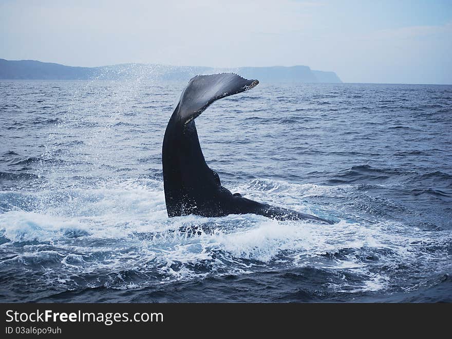 A whale in St. John's Canada. A whale in St. John's Canada