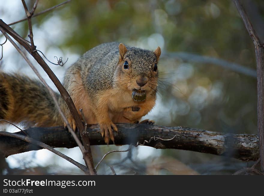 Shot of squirrel with a nut in it's mouth and one in it's paw while holding on to a tree's branch on an autumn day. Shot of squirrel with a nut in it's mouth and one in it's paw while holding on to a tree's branch on an autumn day.