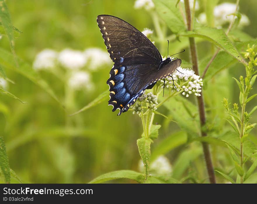 Blue swallowtail butterfly on pretty white blossoms