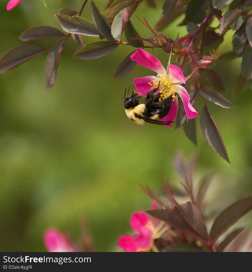 Busy bee gathers pollen from pink flowe