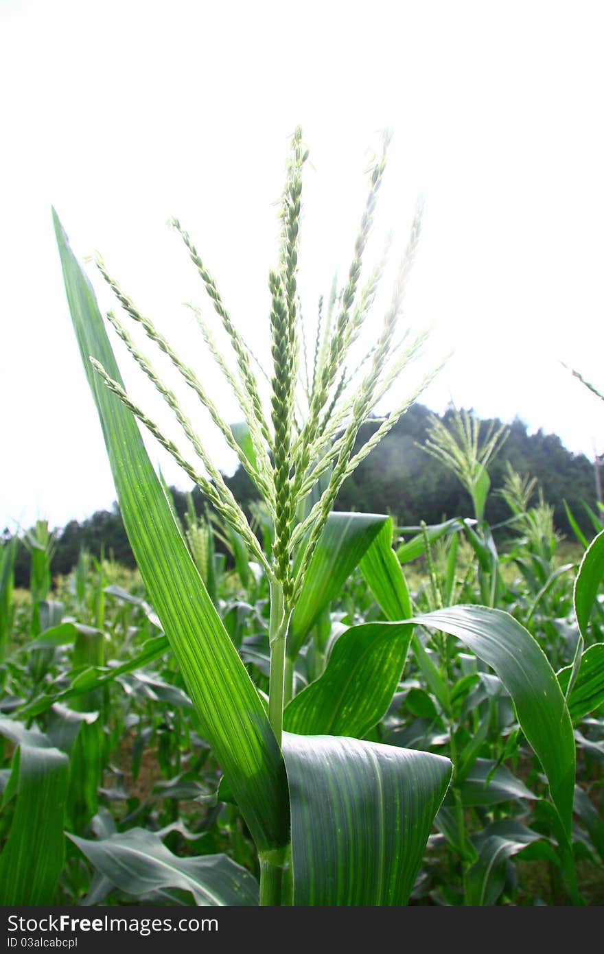 Corn field