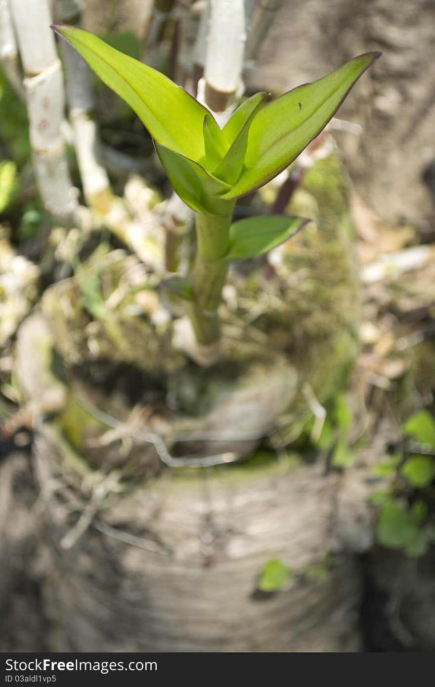 Growing up orchid with tree.