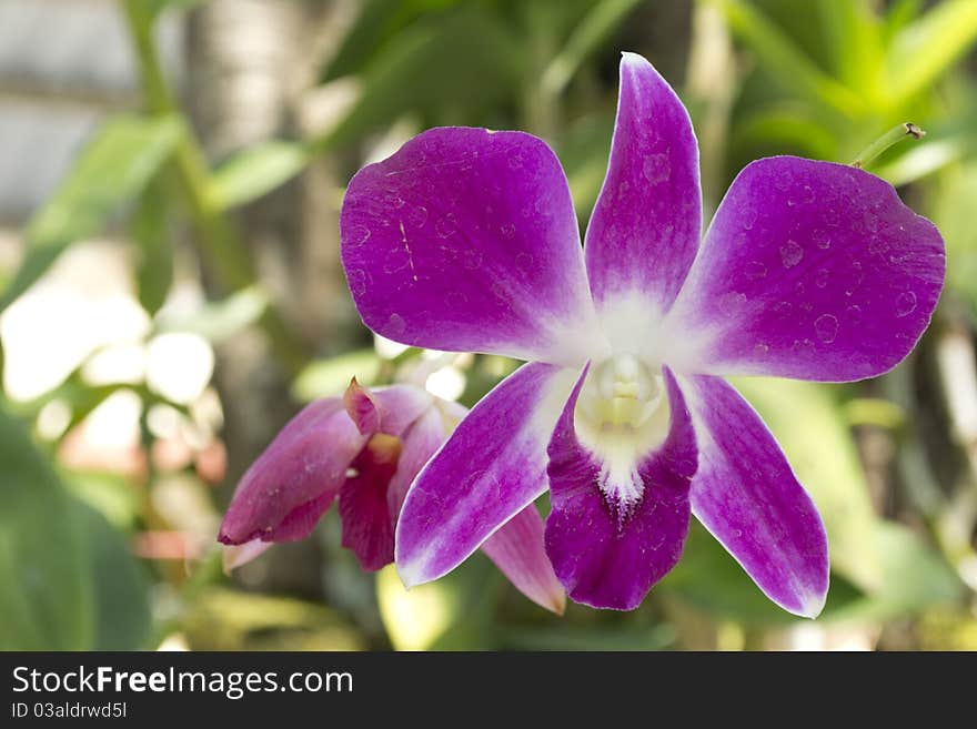 Orchid flower