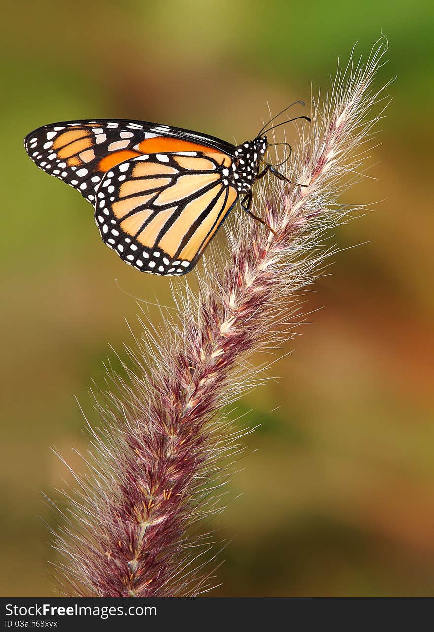 Monarch Butterfly Hanging On An Ornamental Grass Seedhead, Danaus plexippus