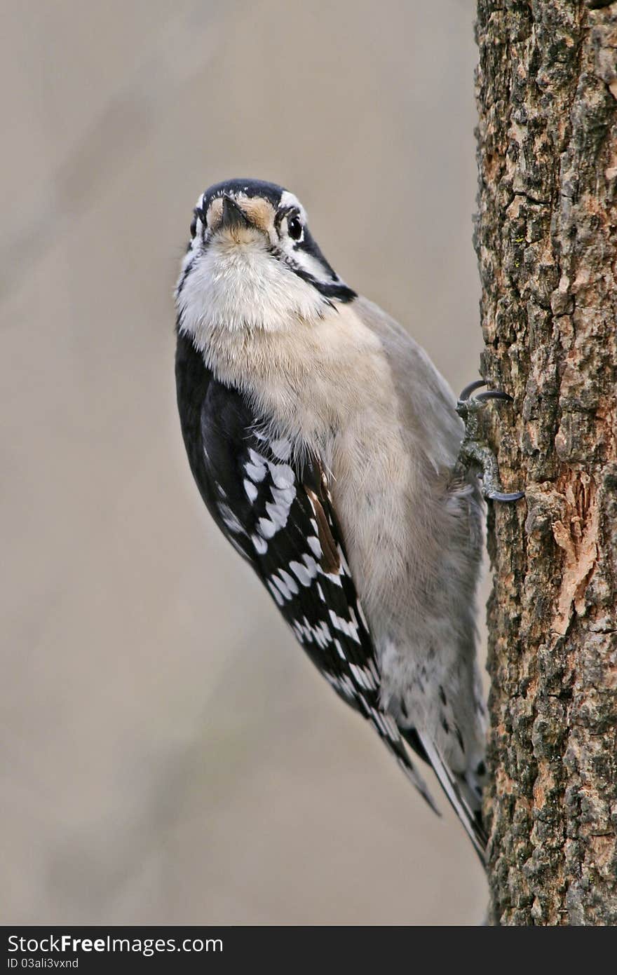 A Bird, The Downy Woodpecker, Striking A Curious Pose, Picoides pubescens