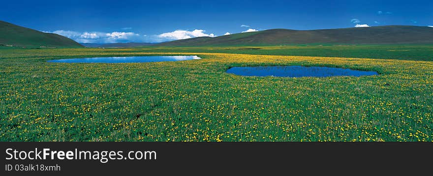 Blue sky green meadow, view in Tibet