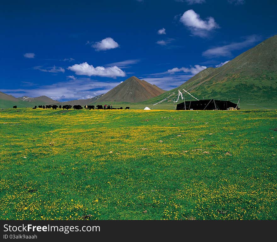 The tibetan people' s living in the meadow. The tibetan people' s living in the meadow