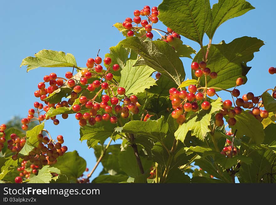 Guelder-rose branch arrowwood berry red fruit tree