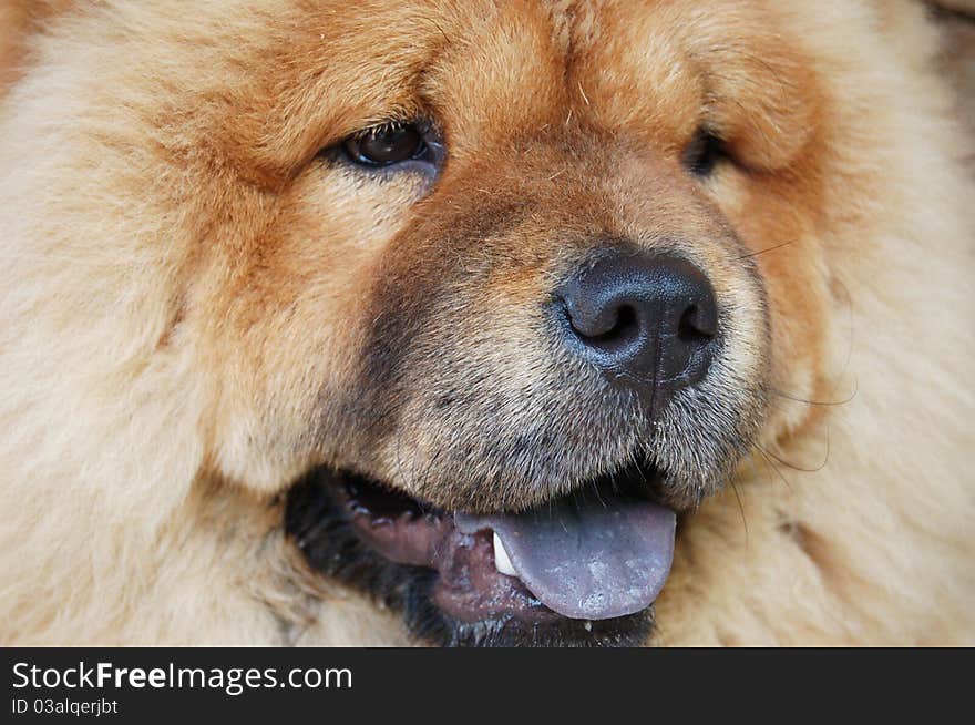 Little chow-chow