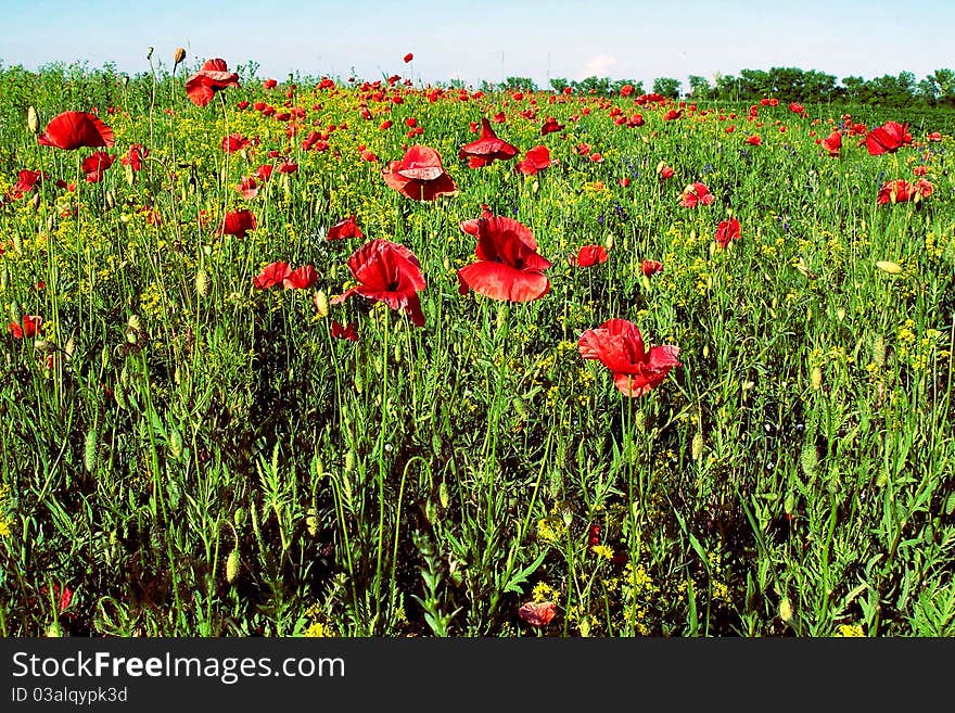 Poppies