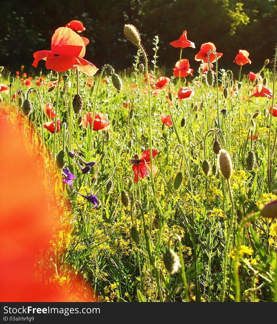 Landscape - Poppy S Field