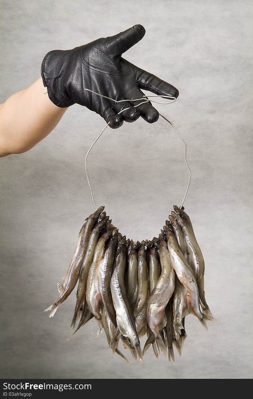 A bunch of saltwater fish on a white background