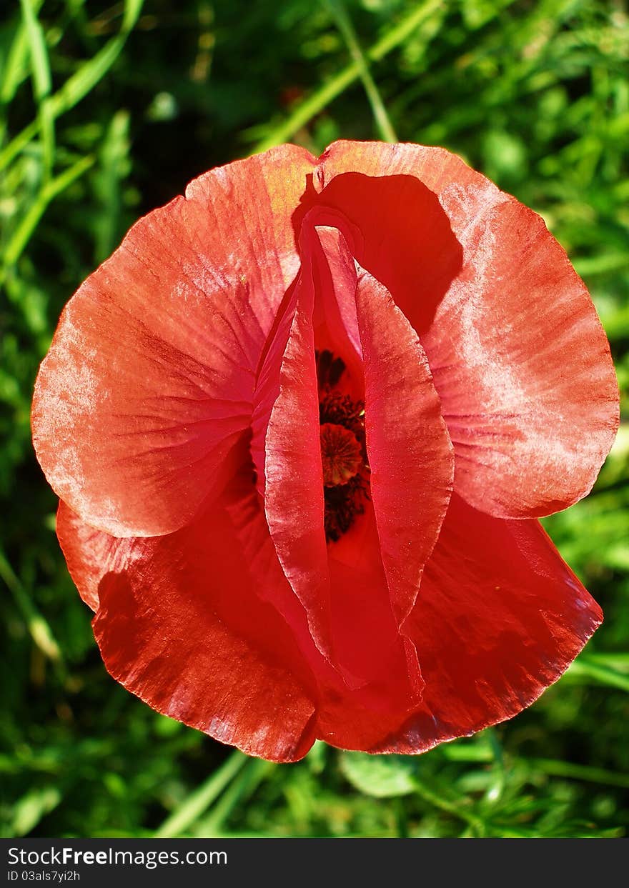 Poppy flower red petal on green