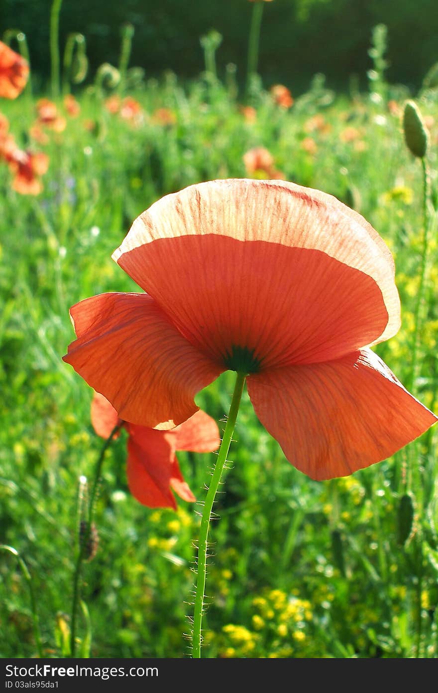 Landscape - poppy's field, green grass