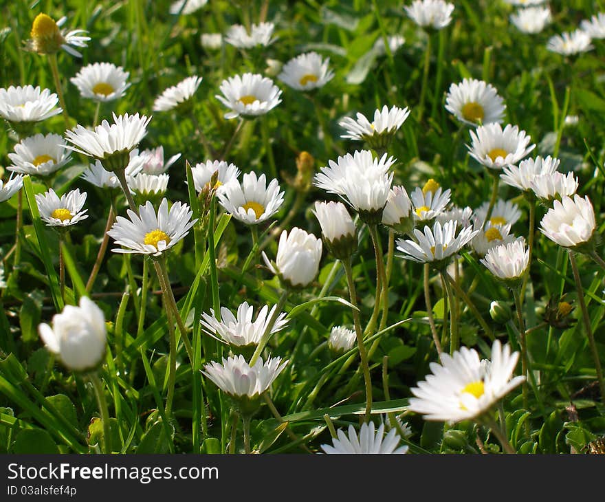 Meadow with flowers summer freshness