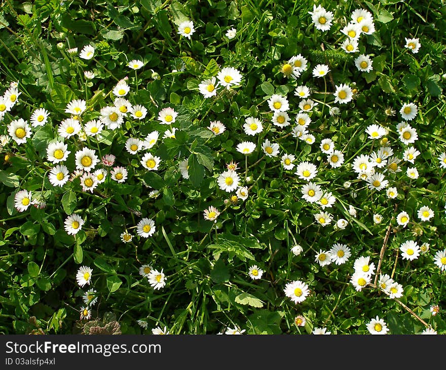 Summer wildflowers green, macro yellow