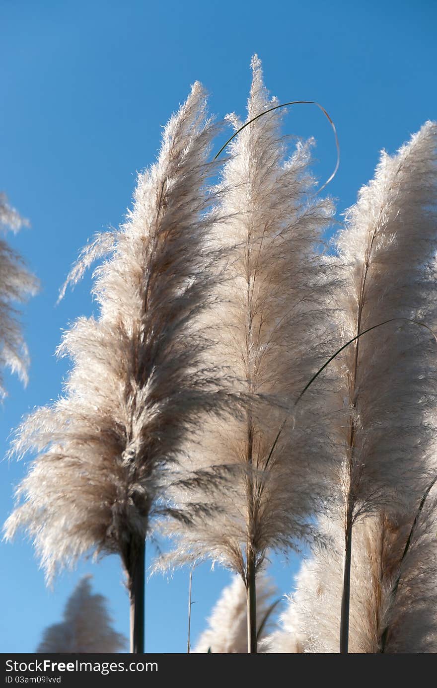 Canes in bloom with blue sky