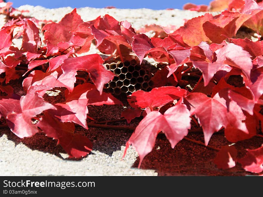 Hive hidden in the leaves of ivy