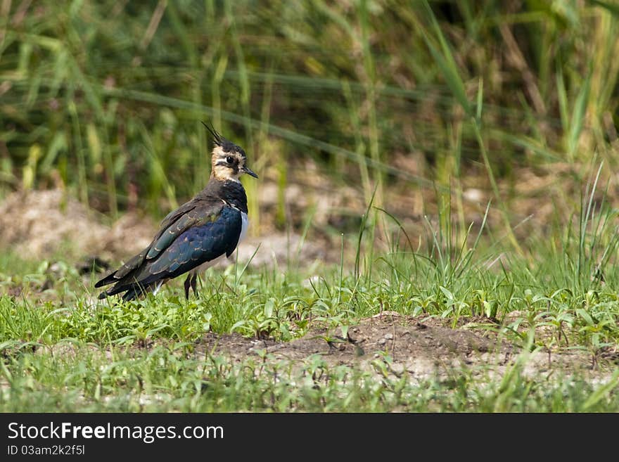 Northern Lapwing