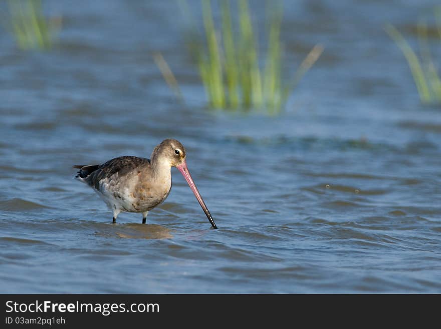 Black Tailed Godwit (Limosa limosa)