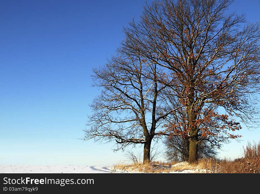 Winter landscape with a trees without leaves