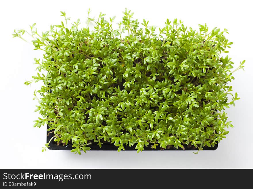 Cress